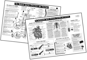BTEC L3 Sport: Topic on a Page for Unit 1: Anatomy and Physiology